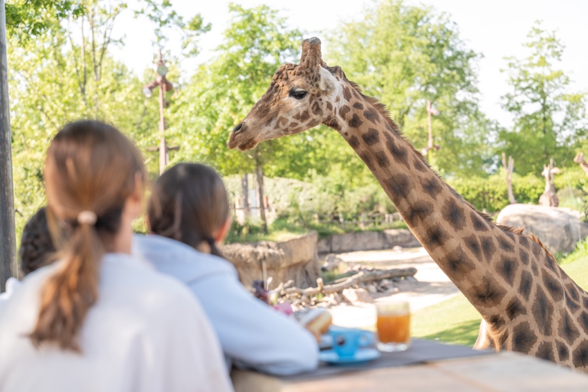 Glamping Lake Eyasi al Bioparco ZOOM Torino - Myecohotels